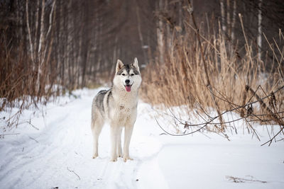 Dog standing on field during winter