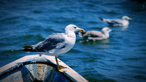 Seagull perching on a sea