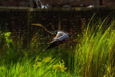 Bird flying over grass