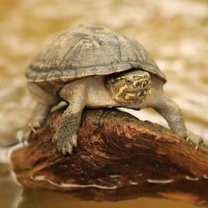 Close-up of a turtle