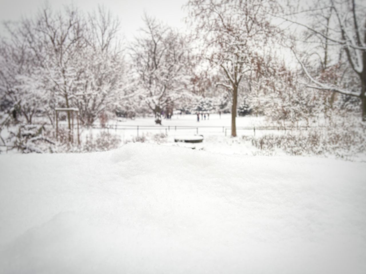 tree, winter, snow, bare tree, tranquility, tranquil scene, cold temperature, nature, season, landscape, weather, field, beauty in nature, scenics, branch, white color, day, park - man made space, outdoors, covering