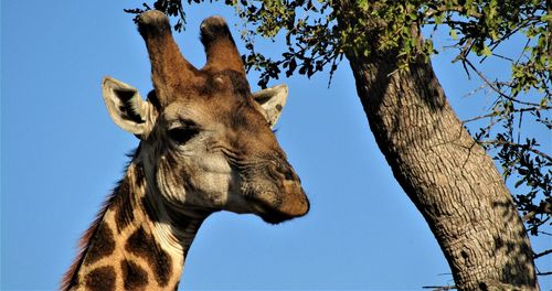 Low angle view of giraffe on tree against sky