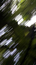 Low angle view of palm tree