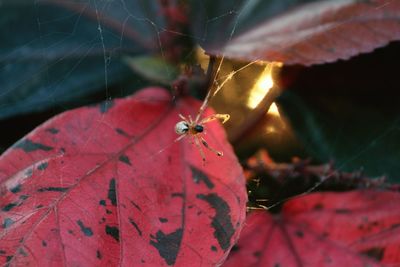 Close-up of insect on leaf