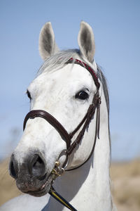 Close-up of a horse