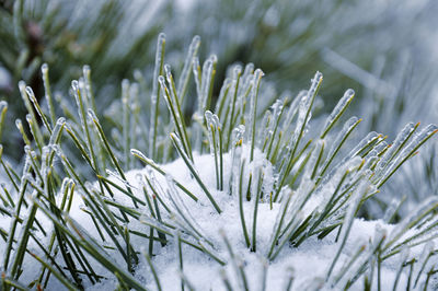 Close-up of icicles on pine tree needles