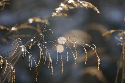 Close-up of plant against blurred background