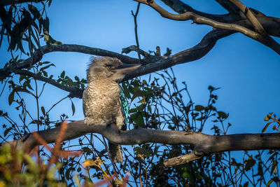 Low angle view of bird perching on tree