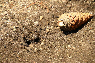 High angle view of insect on sand