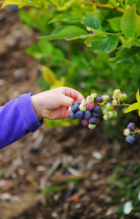 Cropped image of hand plucking blueberries at farm