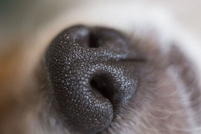 Close-up of dog eye