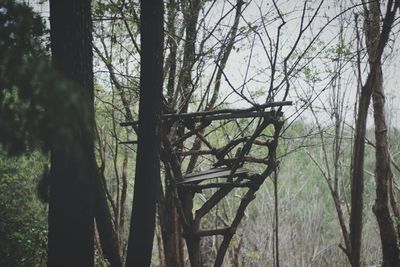 View of trees in forest