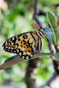 Close-up of butterfly pollinating flower