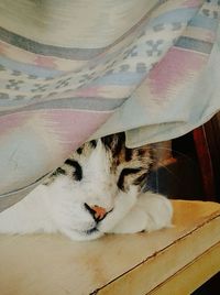 Cat relaxing on tiled floor