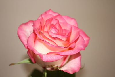 Close-up of pink rose