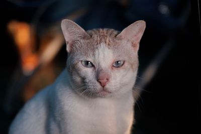 Close-up portrait of a cat