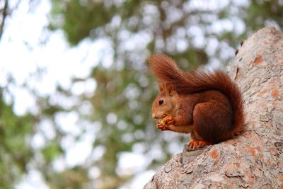 Close-up of squirrel on tree