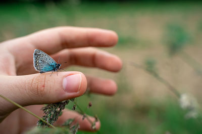 Close-up of butterfly on plant