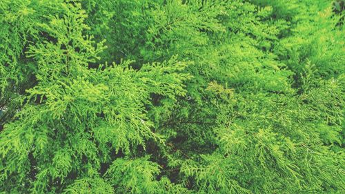 High angle view of pine trees in forest