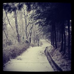 Road passing through bare trees