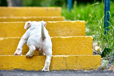 White dog looking away