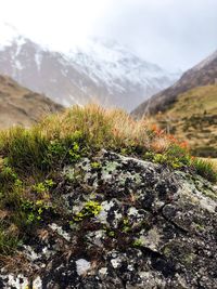 Plants growing on rock against sky