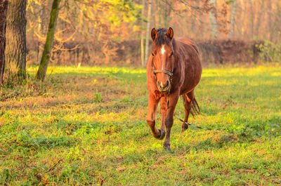 Beautiful large brown horse runs on green grass near the forest