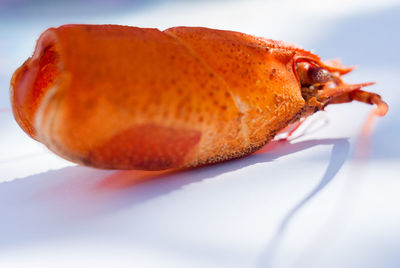 Close-up of crab in plate