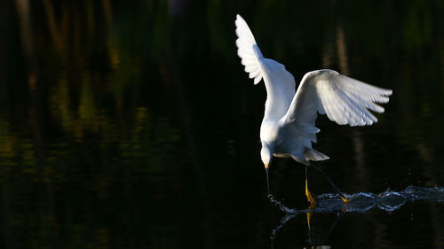 White bird flying over lake