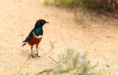 Bird perching on wood