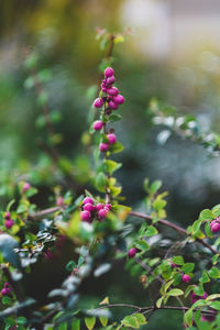 Close-up of pink flowering plant