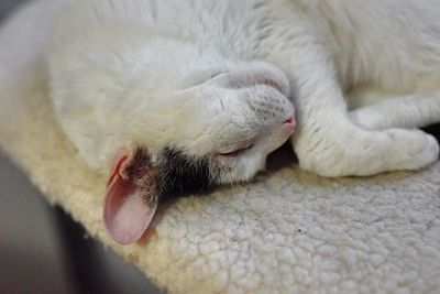 Close-up of cat sleeping