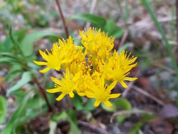 Close-up of insect on yellow flowering plant