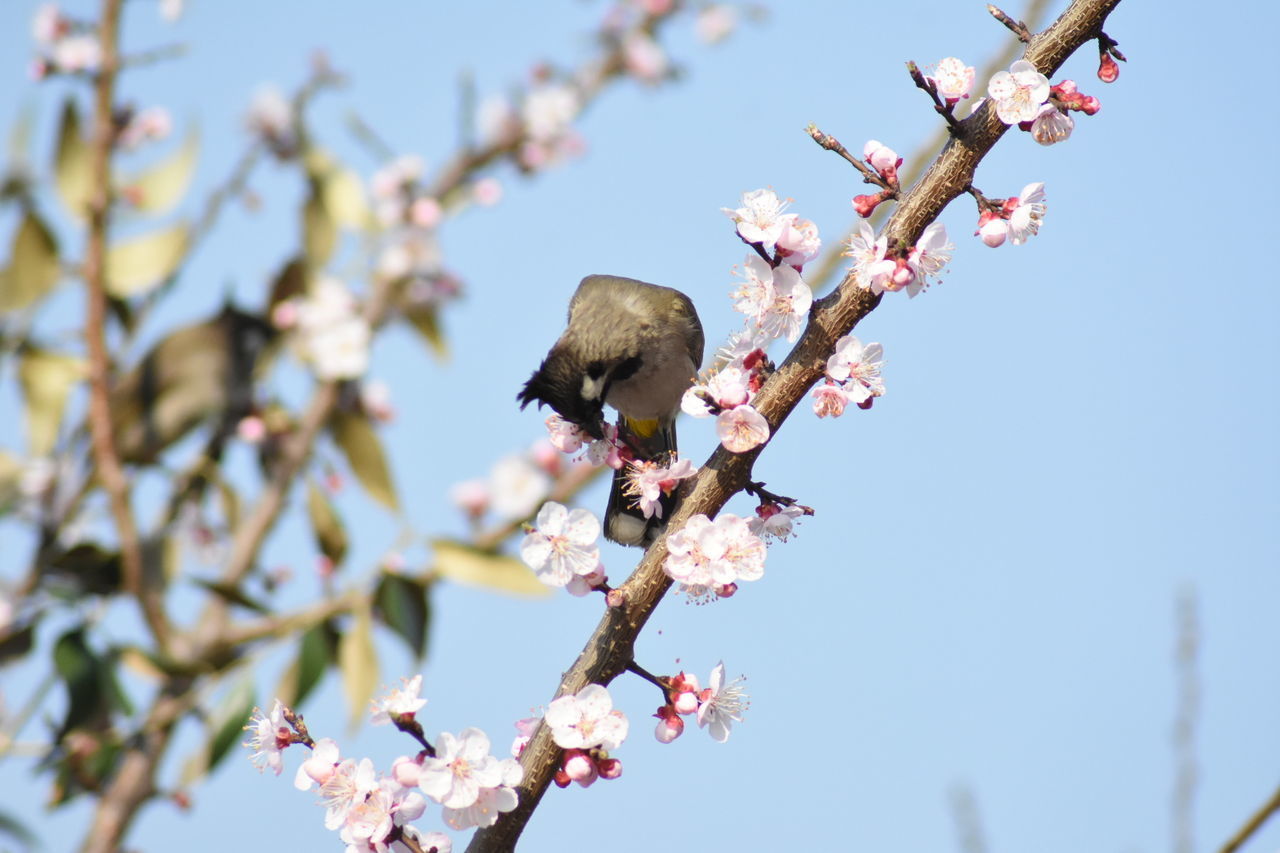 LOW ANGLE VIEW OF CHERRY BLOSSOMS ON BRANCH