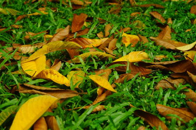 High angle view of yellow maple leaves on field