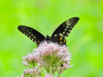 Close-up of butterfly pollinating on flower