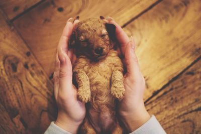 High angle view of hand holding dog on wooden floor