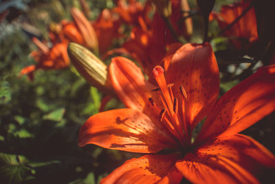 Close-up of orange lily of flowering plant