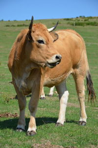 Horses in a field