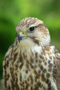 Close-up portrait of owl