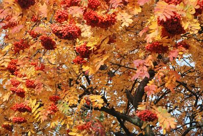 Low angle view of autumn leaves