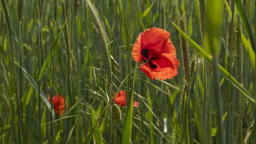 Close-up of red poppy flower on field