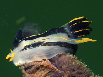 Yello, black translucent underwater slug, nudibranch polycera capensis