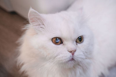 Close-up portrait of a cat