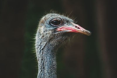 Close-up of a bird