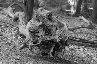 Close-up of dead tree on field