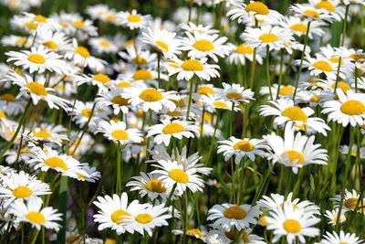 Close-up of white daisy flowers