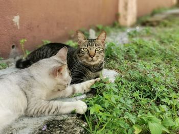 Portrait of cats relaxing outdoors