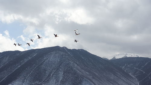 Flock of birds flying over mountain range