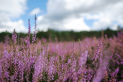 Close-up of purple flowering plants on field against sky